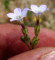 Gilia sinuata