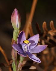 Thelymitra malvina