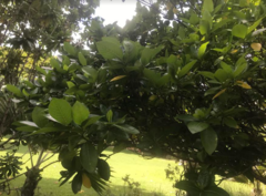 Gardenia brighamii