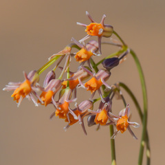 Tulbaghia montana