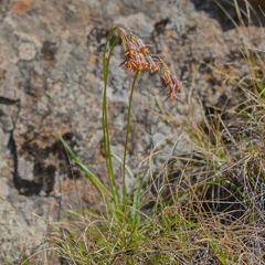Tulbaghia montana