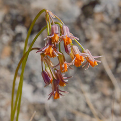 Tulbaghia montana