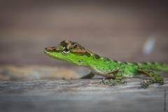Boettger's Anole photo 5