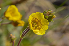Geum capense