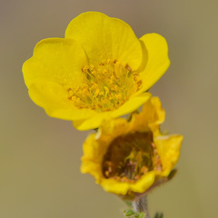 Geum capense
