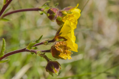 Geum capense