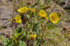 Geum capense