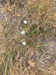 Convolvulus waitaha