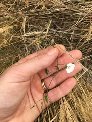 Convolvulus waitaha
