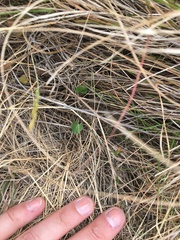 Convolvulus waitaha