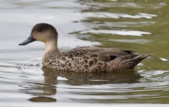 Grey Teal photo 2