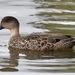 Grey Teal - Photo (c) Stephen Cox, some rights reserved (CC BY-NC), uploaded by Stephen Cox