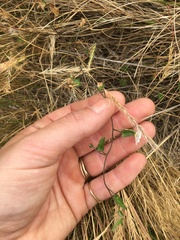 Convolvulus waitaha