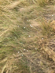 Convolvulus waitaha