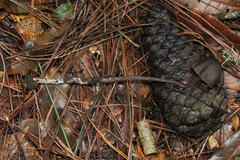 Psilocybe neoxalapensis