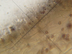 Psilocybe neoxalapensis