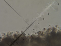 Psilocybe neoxalapensis