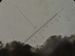 Psilocybe neoxalapensis