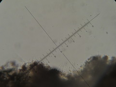 Psilocybe neoxalapensis