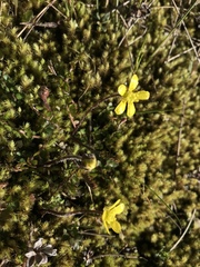 Ranunculus gracilipes