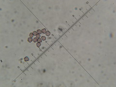 Psilocybe neoxalapensis