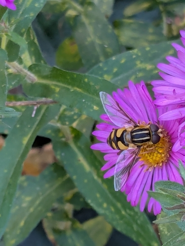 Unknown species found near Austin, MN 55912, USA