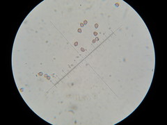 Psilocybe neoxalapensis