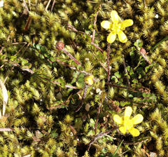 Ranunculus gracilipes