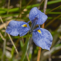 Moraea dracomontana
