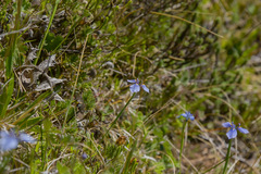 Moraea dracomontana