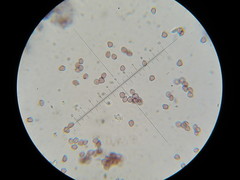 Psilocybe neoxalapensis