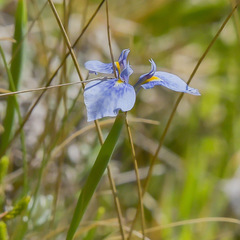 Moraea dracomontana