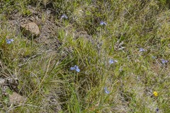 Moraea dracomontana
