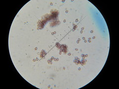 Psilocybe neoxalapensis