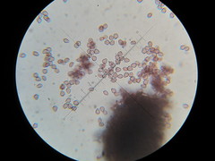 Psilocybe neoxalapensis