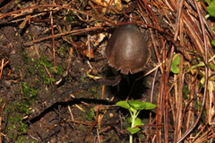 Psilocybe neoxalapensis