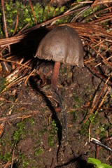 Psilocybe neoxalapensis