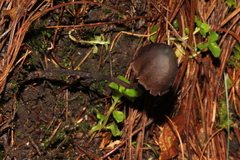 Psilocybe neoxalapensis