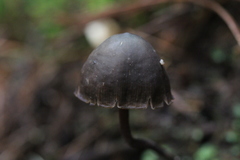 Psilocybe neoxalapensis