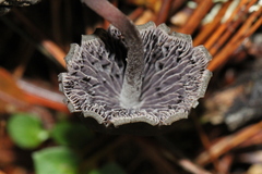 Psilocybe neoxalapensis