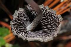 Psilocybe neoxalapensis