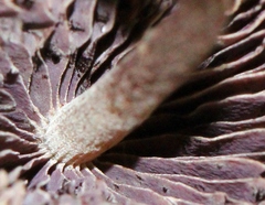 Psilocybe neoxalapensis