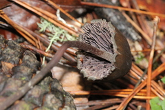 Psilocybe neoxalapensis