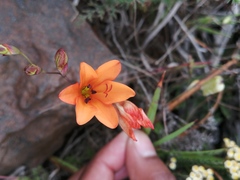 Tritonia deusta miniata