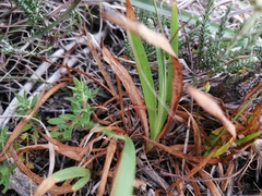 Tritonia deusta miniata