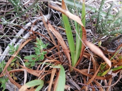 Tritonia deusta miniata