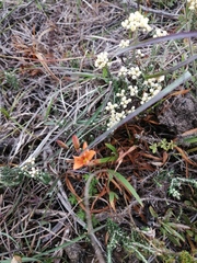 Tritonia deusta miniata