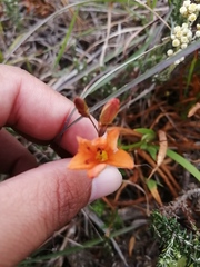 Tritonia deusta miniata