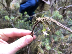 Sarcochilus australis