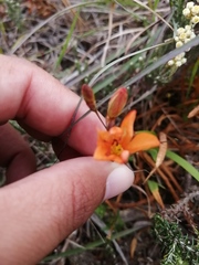 Tritonia deusta miniata